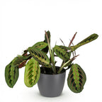 Maranta Fascinator Tricolour met grijze pot, kenmerkend blad