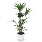 Howea Forsteriana, groeiwijze van de plant