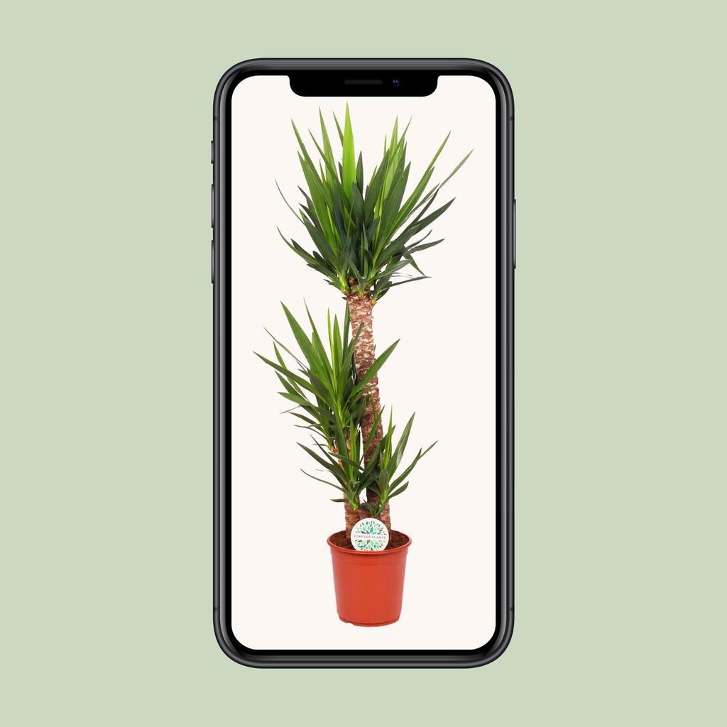 Yucca Elephantipes, groene bladeren