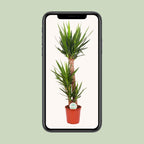 Yucca Elephantipes, groene bladeren