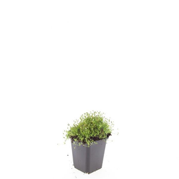 Sagina subulata, kenmerkend blad