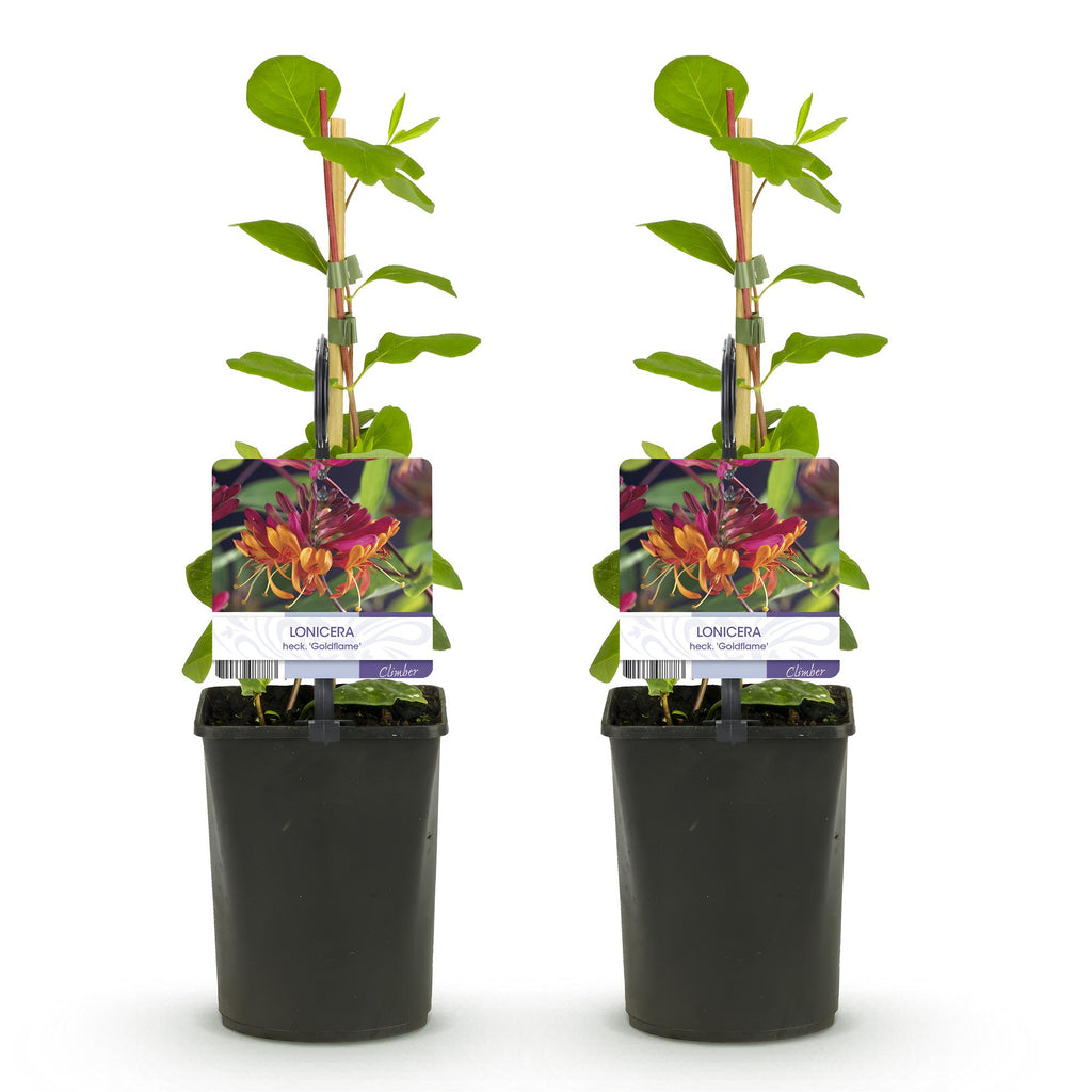 Lonicera heckrottii Goldflame, plant voor tuin en border