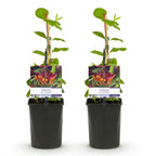 Lonicera heckrottii Goldflame, plant voor tuin en border