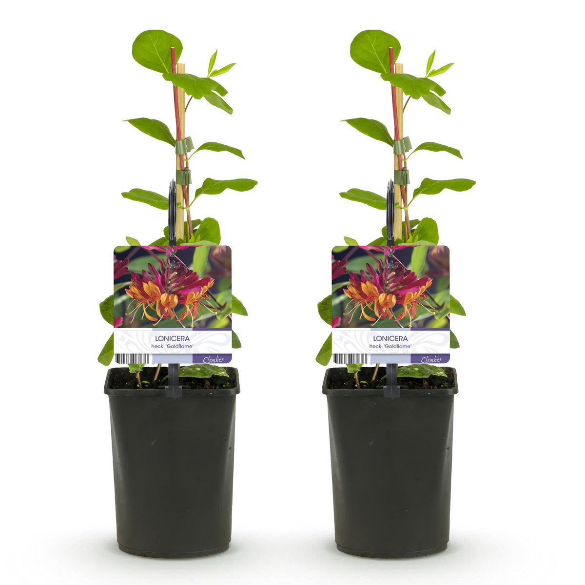 Lonicera heckrottii Goldflame, plant voor tuin en border