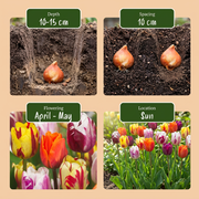 Tulp Flaming Beauty mix bloembollen, foto 4