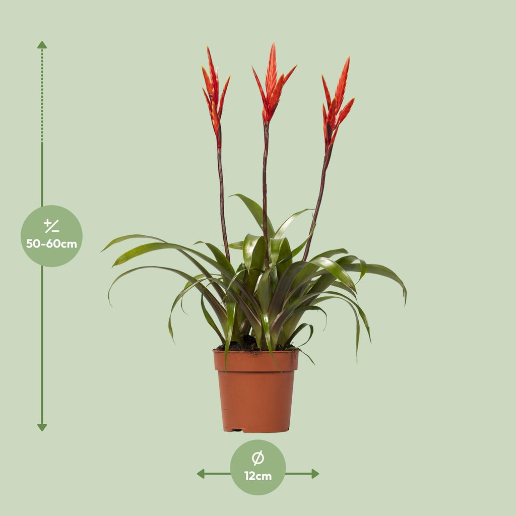 Detailfoto van Vriesea Elan Toef