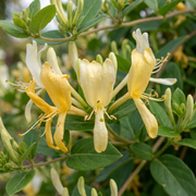 Lonicera japonica &