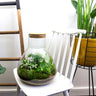 DIY Planten terrarium met licht - Sam XL Green - Zonder gereedschap