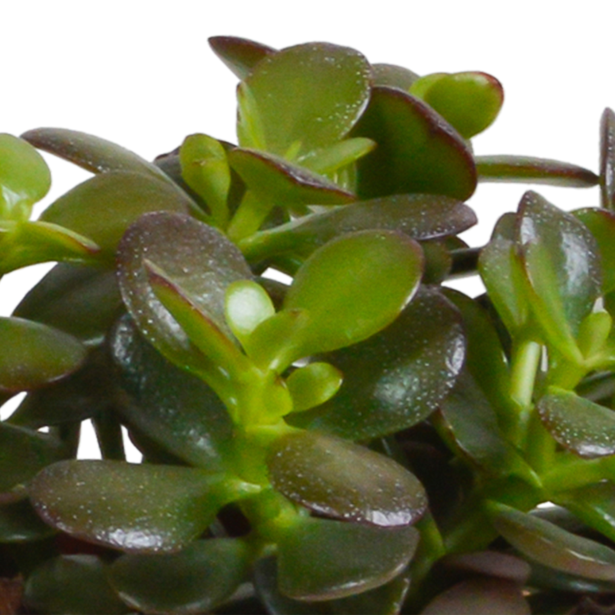 Productafbeelding van Pureplant