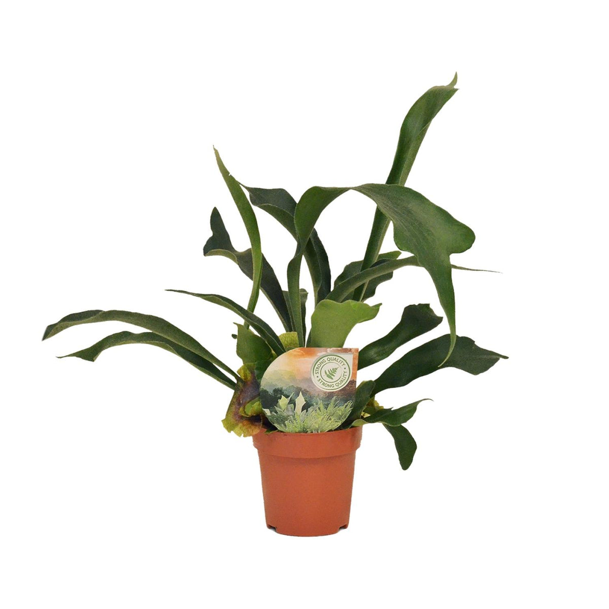 Platycerium Bifurcatum, gezonde plant