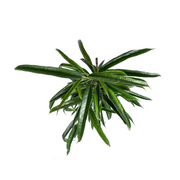 Ficus Binnendijkii Alii