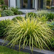 Carex oshimensis Evergold - Japanse Zegge - Groenblijvend - Geel-Groen
