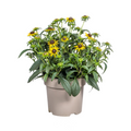 Rudbeckia Fulgida Little, plant in pot