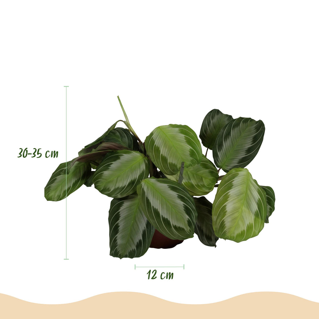Maranta Fascinator Silverband met grijze pot, plant voor tuin en border
