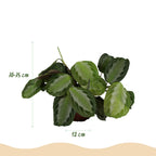Maranta Fascinator Silverband met grijze pot, plant voor tuin en border