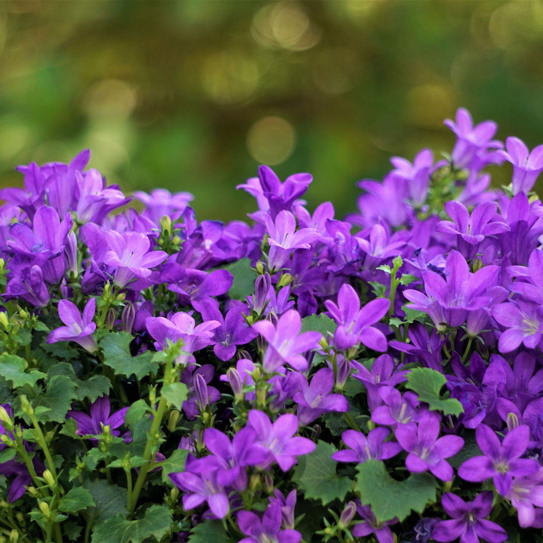 Campanula portenschlagiana, compacte plant