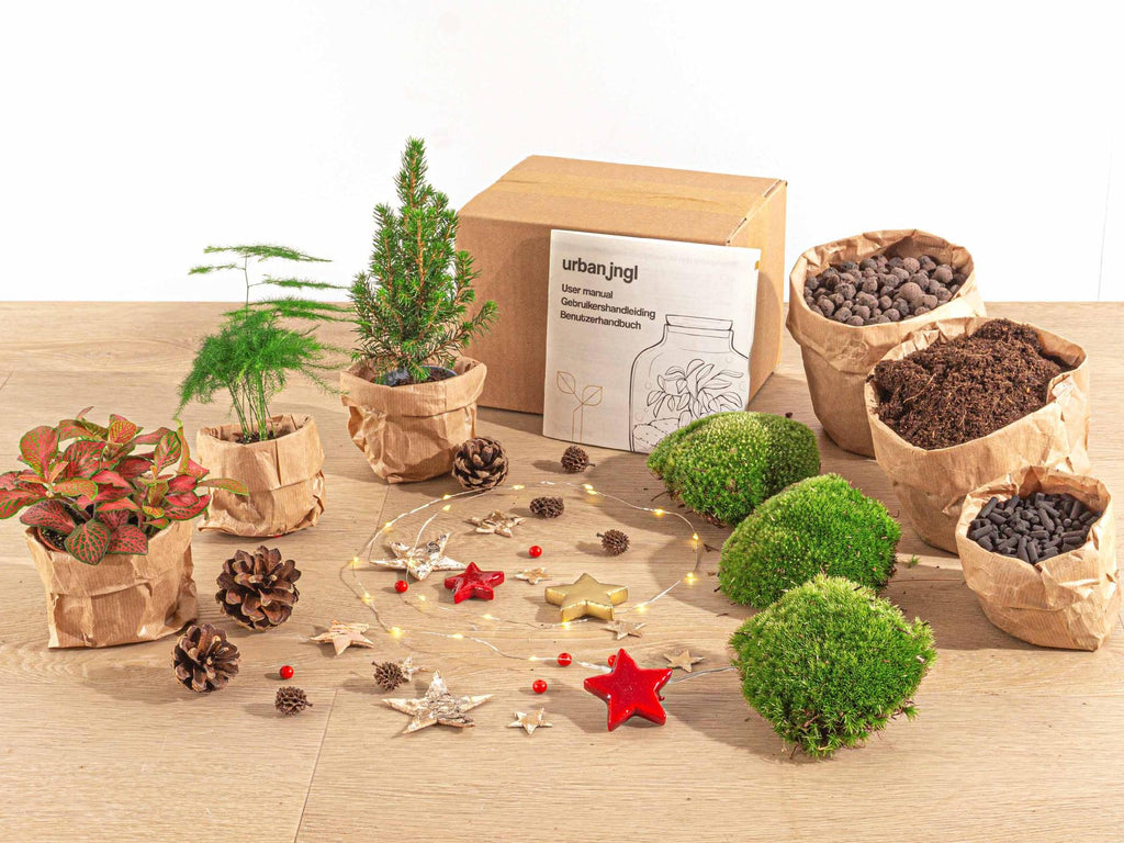 Detailfoto van Terrarium kerstpakket, mini-kerstboom, navulling, 3 planten