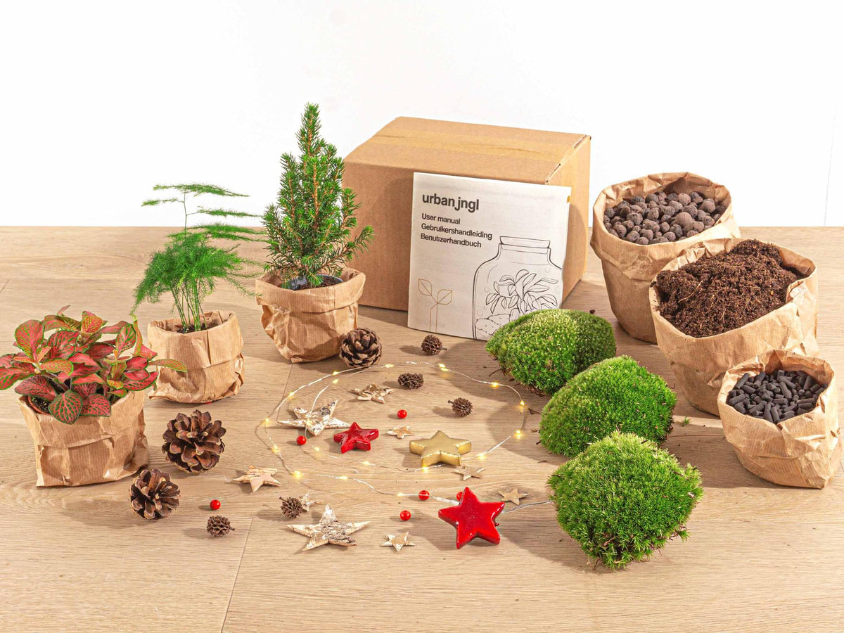 Detailfoto van Terrarium kerstpakket, mini-kerstboom, navulling, 3 planten