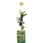 Lonicera henryi - groenblijvende kamperfoelie