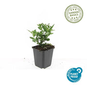 Aster ageratoides &
