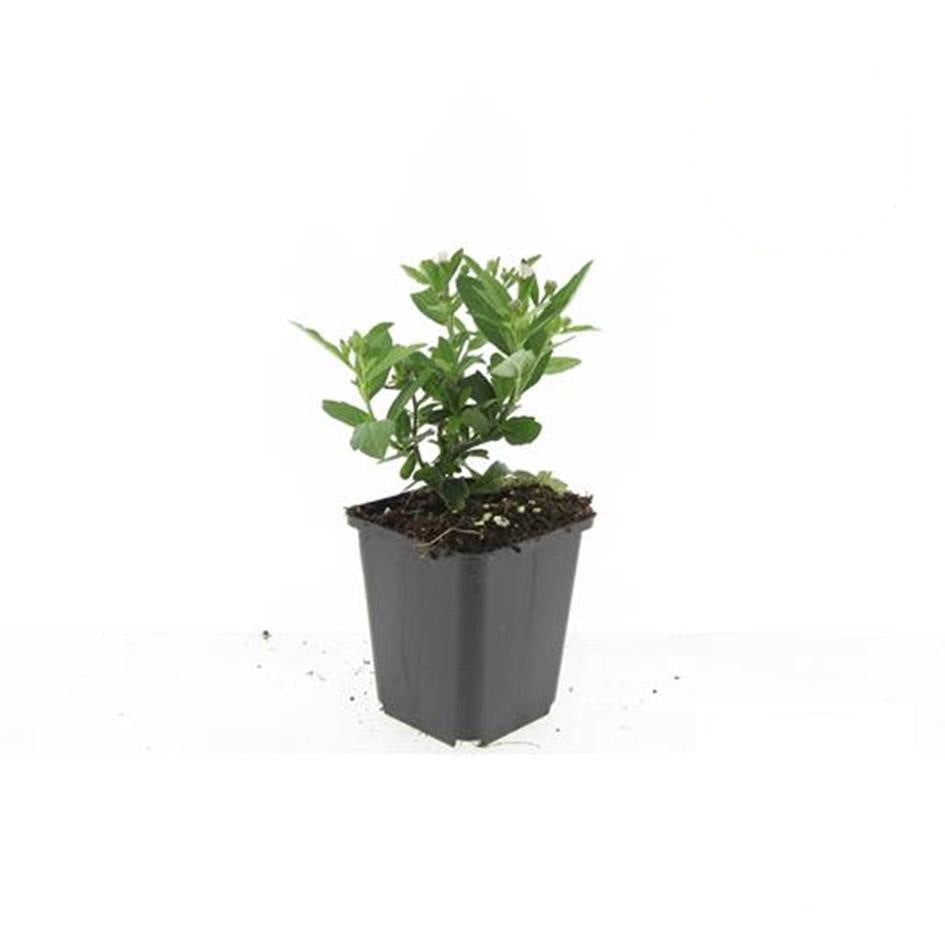 Aster ageratoides 'Stardust', kenmerkend blad