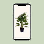 Livistona Chinensis