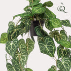 Productafbeelding van Pureplant