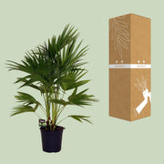Livistona Chinensis