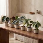 6x Baby Alocasia Familie - Rood - Groen - Zwart - Zilver - Grijs - Tropisch - Ø6cm - ↕12cm, kenmerkend blad