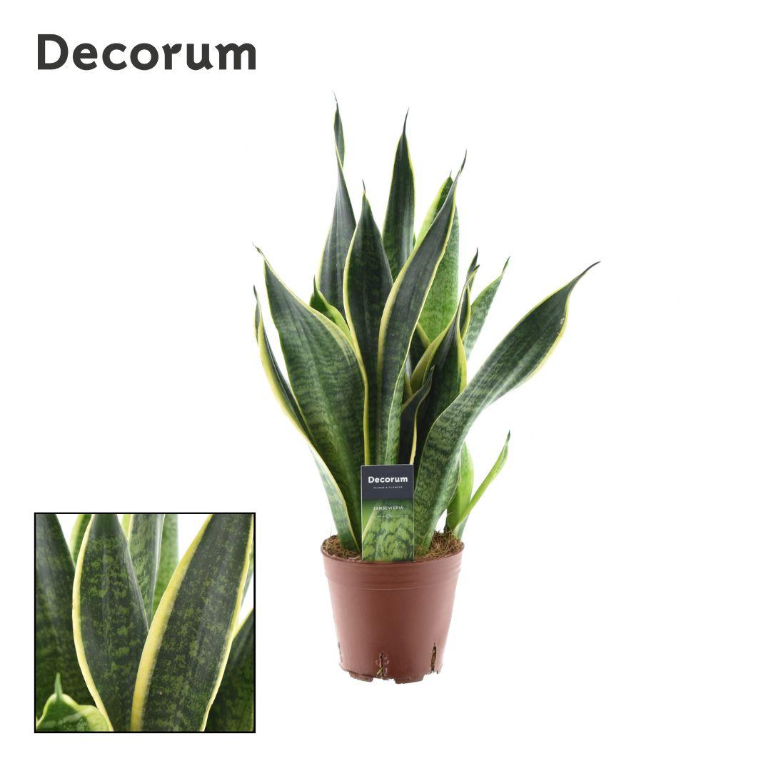 Productfoto van Sansevieria Futura Superba