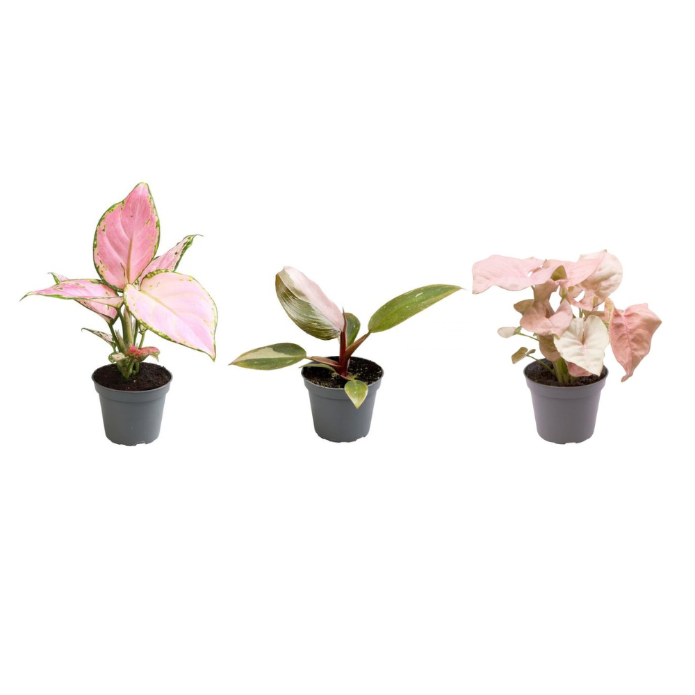 Pink is the new green, plant in pot