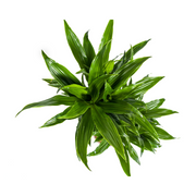 Dracaena Deremensis Green Jewel