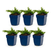 6x Vlambloem Maischnee