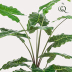 Kunstplant Alocasia, olifantsoor met pijlvormig blad, 150 cm, groene bladeren