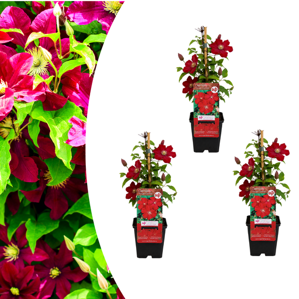 Clematis 'Rouge Cardinal' klimplant, rood, P9 pot