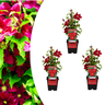 Clematis 'Rouge Cardinal' klimplant, rood, P9 pot