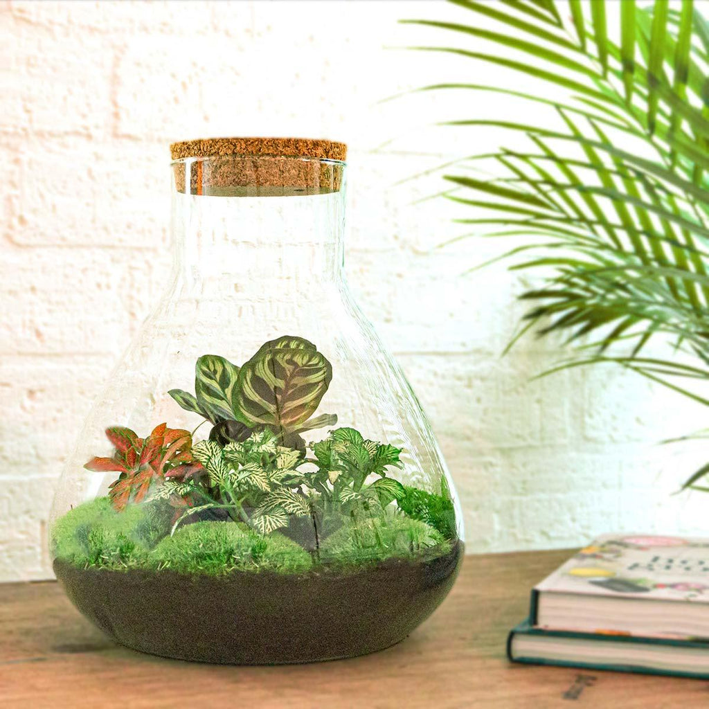 Productfoto van DIY terrarium Sam XL Red met licht, hark, schep, pincet