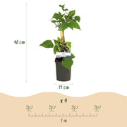 2x Rubus fruticosus Triple Crown - Zwarte Braam