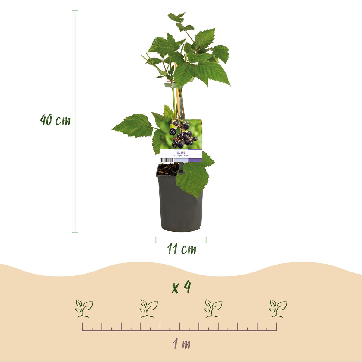 2x Rubus fruticosus Triple Crown - Zwarte Braam, groene bladeren