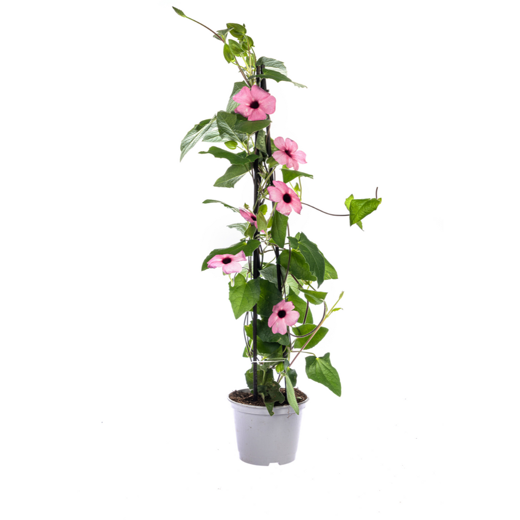 4x Thunbergia Alata Sunny Susy Mix, groene bladeren
