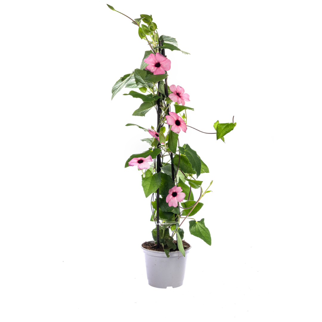 4x Thunbergia Alata Sunny Susy Mix, groene bladeren