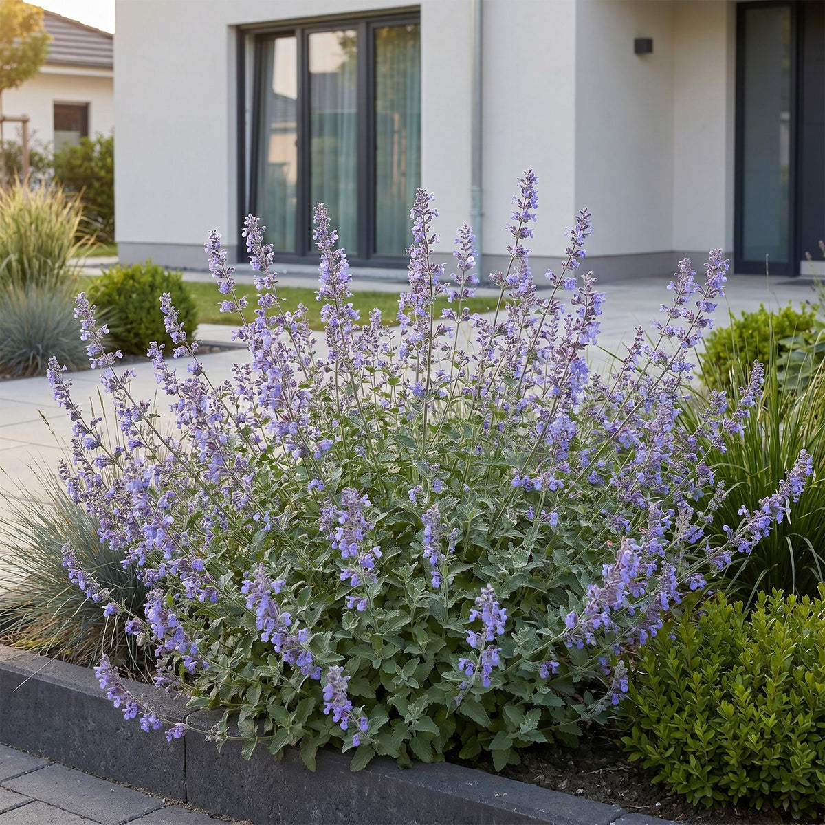 Kattenkruid faassenii Walker's Low, met blauwe bloemen, plant in pot