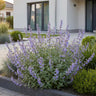 Kattenkruid faassenii Walker's Low, met blauwe bloemen
