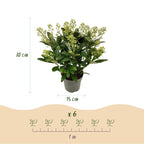 Skimmia japonica Finchy, 30 cm hoog, geschikte tuinplant