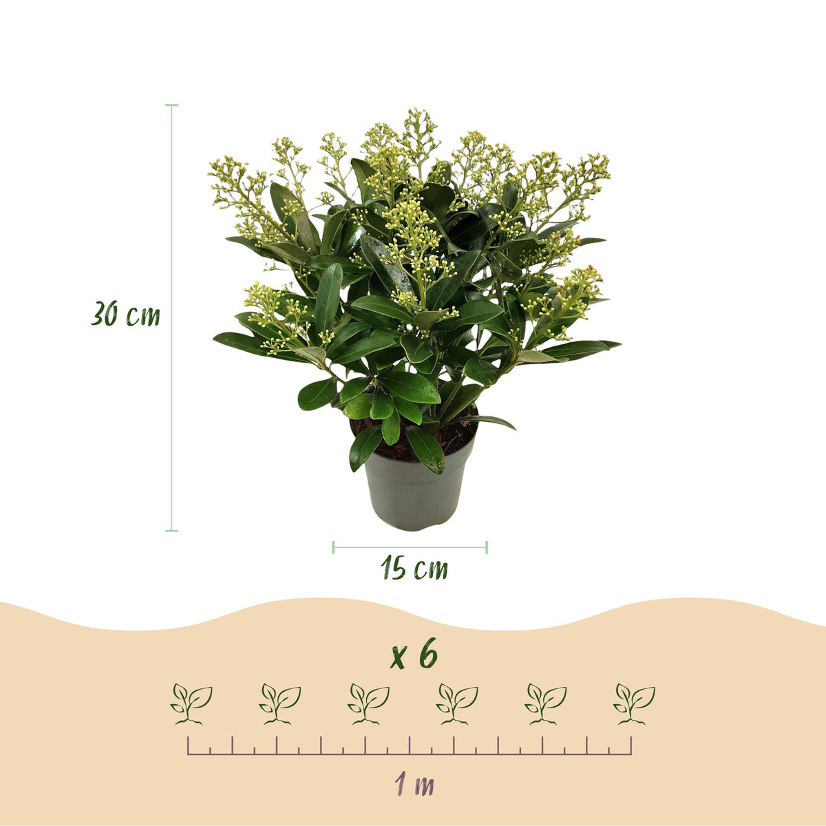 Skimmia japonica Finchy, 30 cm hoog, geschikte tuinplant