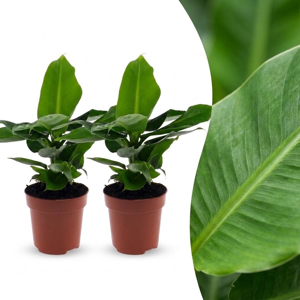Musa Oriental Dwarf - Dwergbanaan - 2 Planten, plant in pot