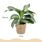 Aglaonema Silver Bay met mand, kenmerkend blad