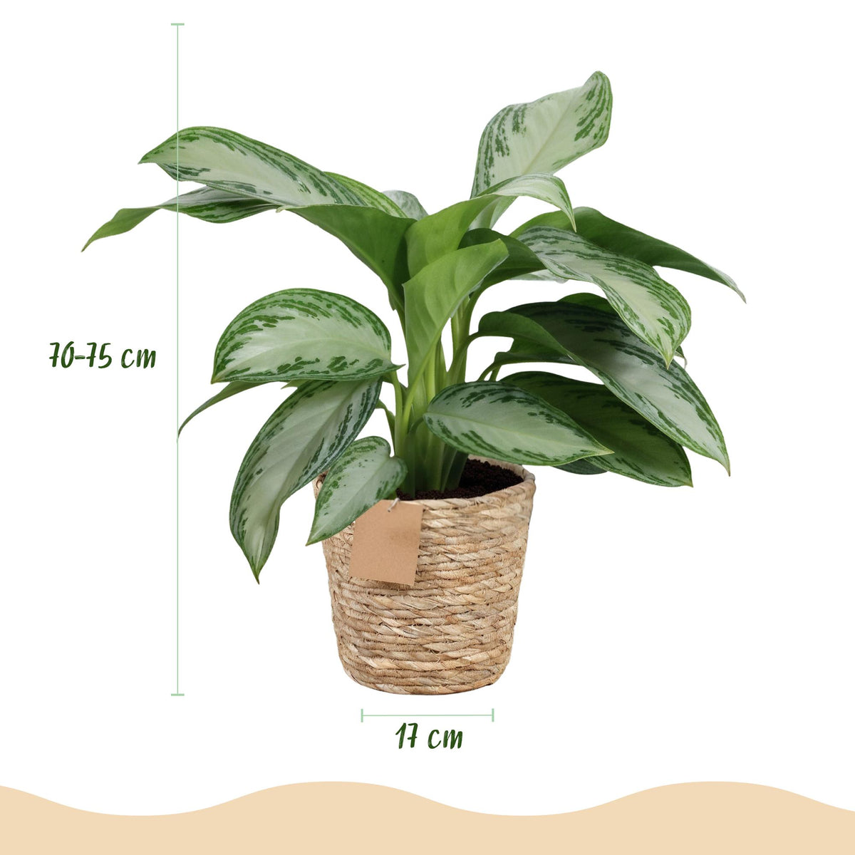 Aglaonema Silver Bay met mand, kenmerkend blad