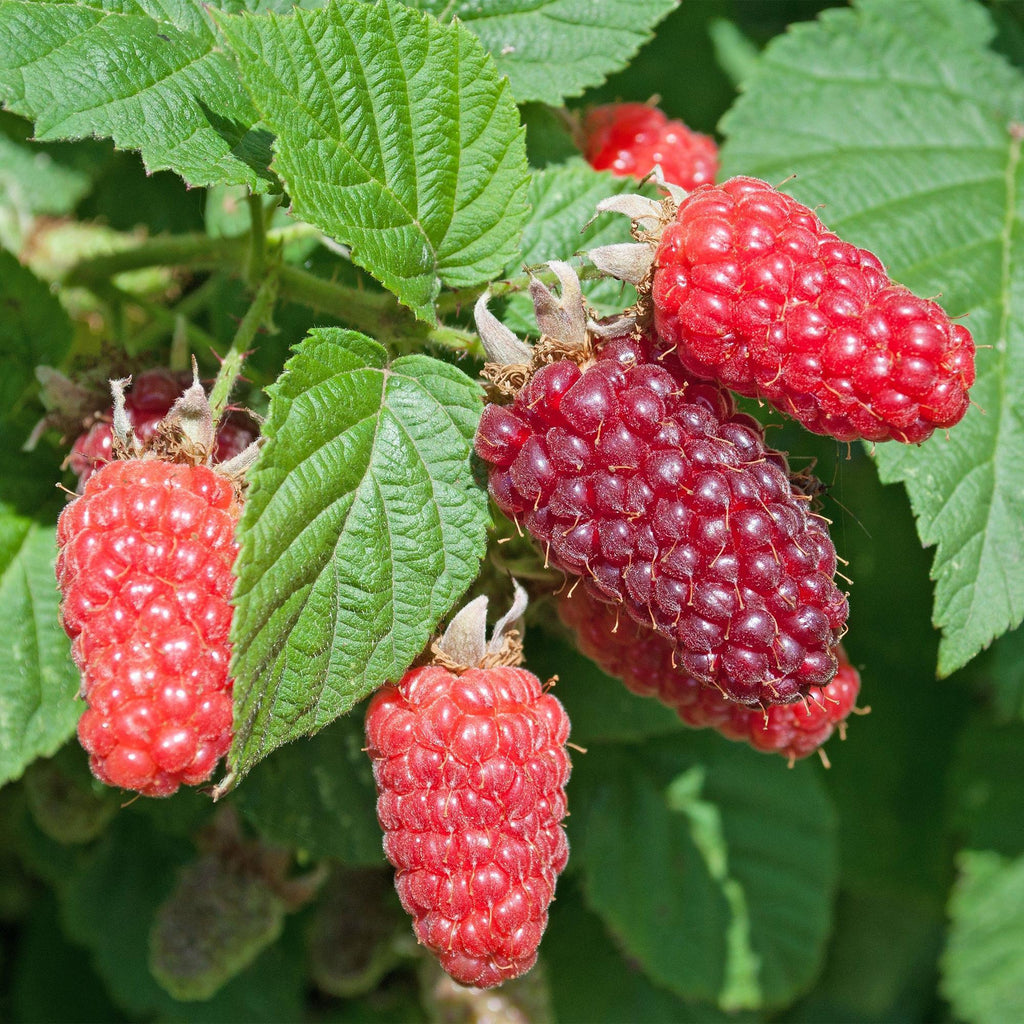 Braamboos Tayberry, fruitgewas voor de tuin, plant in pot