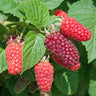 Braamboos Tayberry, fruitgewas voor de tuin